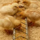 На птицефабрику Дукчинскую завезли очередную партию цыплят