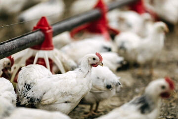 Власти Магаданской области ввели карантин из-за вспышки птичьего гриппа