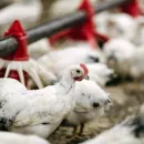 Власти Магаданской области ввели карантин из-за вспышки птичьего гриппа