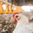В Магаданской области из-за вспышки птичьего гриппа уничтожат более 600 птиц