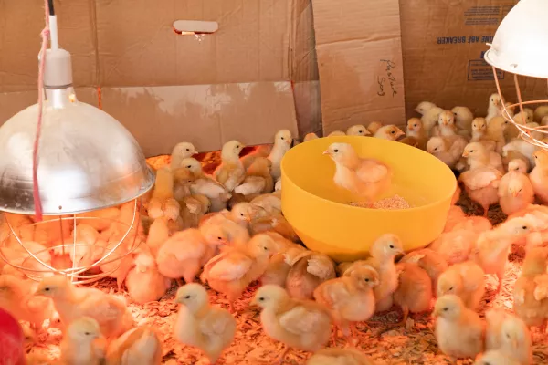 Колымские птицеводы вырастили очередную партию цыплят для соседей с Чукотки