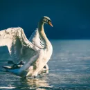 Вспышка птичьего гриппа в дикой фауне произошла в Магаданской области